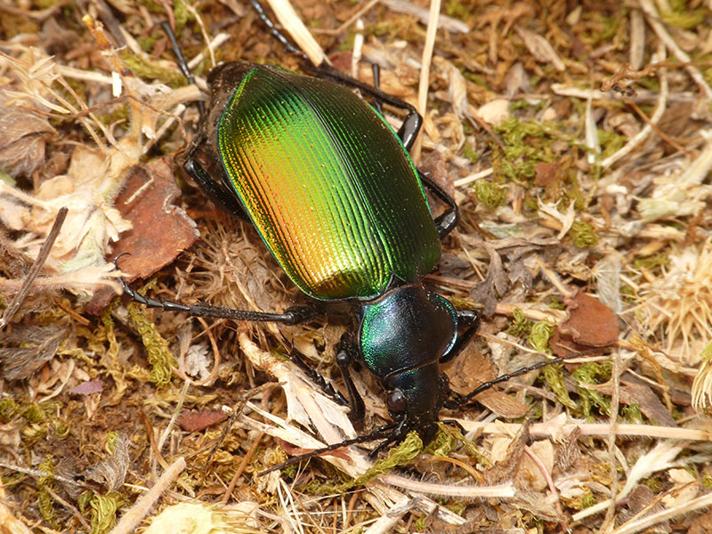 Lymantria e Calosoma in Grecia